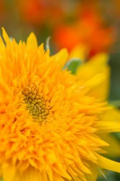 Sunflower pollen Stock Photos