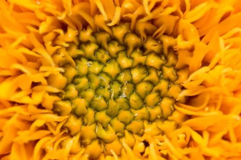 Sunflower pollen Stock Photos