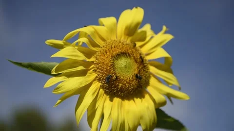 Sunflower Pollinated By A Variety Of Bees Stock Footage 163369645