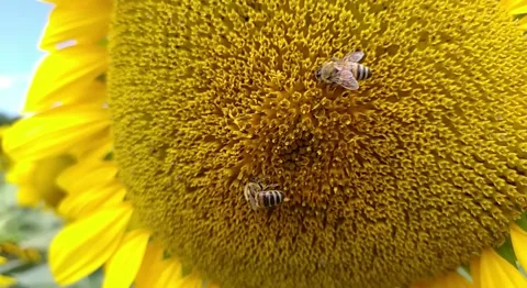 Sunflower pollnated by two bees on 120 fps slowmotion Stock Footage 135564168