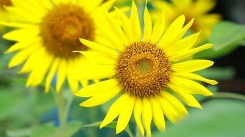 Sunflower pond5 스톡 동영상 83722392