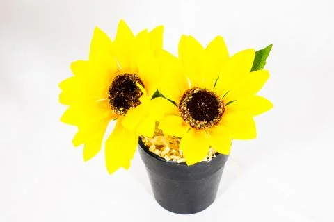 Sunflower in a pot Stock Photos