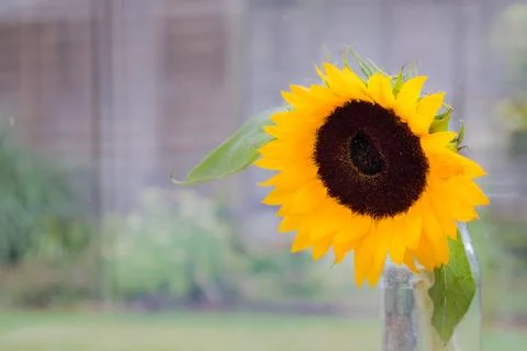 Sunflower in a pot Stock Photos