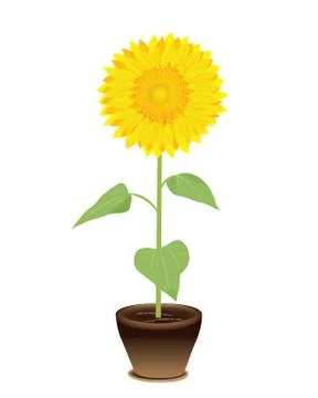 Sunflower in pot vector design Stock Illustration