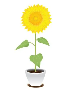 Sunflower in pot vector design Stock Illustration