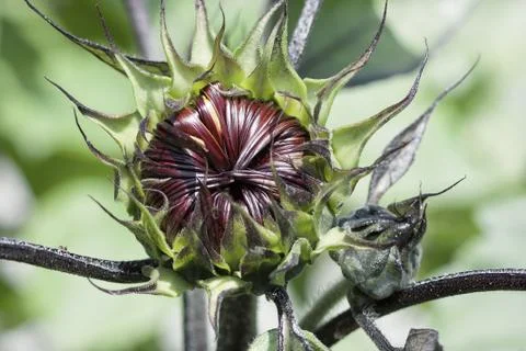 Sunflower preparing to bloom Fotos de archivo