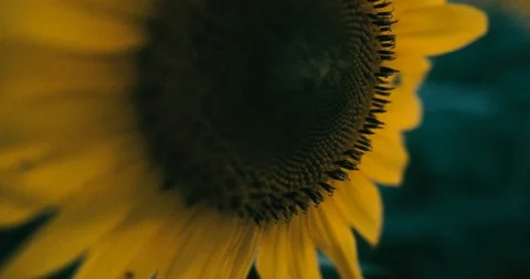 Sunflower in profile Stock Footage 92480410