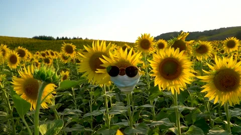Sunflower with protective mask Stock Footage 133647849
