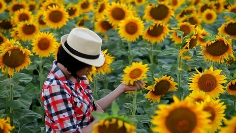 Sunflower quality check Stock Footage 77481324
