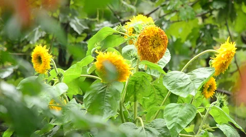 Sunflower in rain Stock Footage 27499109