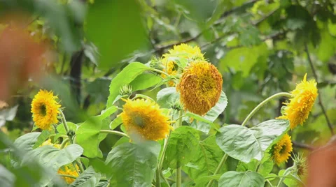 Sunflower in rain Stockbeeldmateriaal 27499261