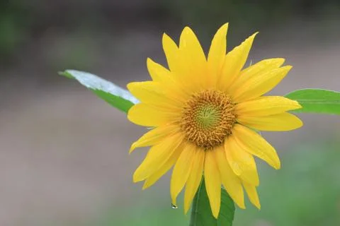 Sunflower with raindrop Stock Photos