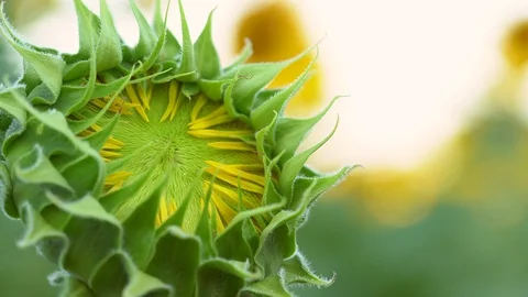Sunflower ready to bloom Stock Footage 94734764