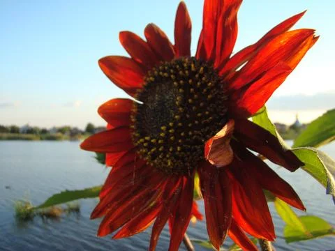 Sunflower red decorative Stock Photos