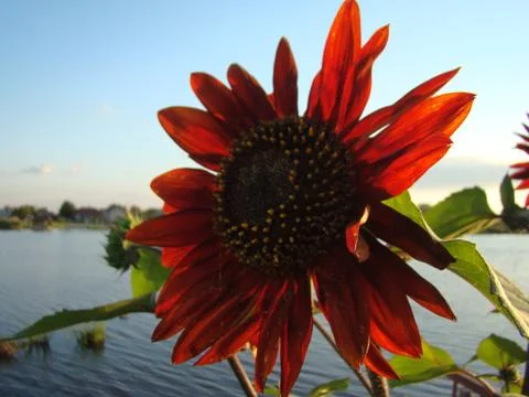 Sunflower red decorative Stock Photos