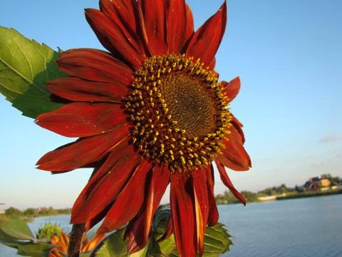Sunflower red decorative Stock-Fotos
