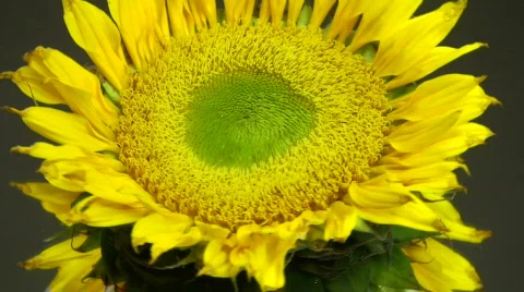 Sunflower reflection Stock Footage