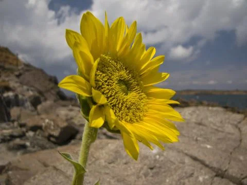 Sunflower Rocks Stock Photos