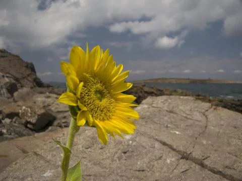 Sunflower Rocks Stock Photos