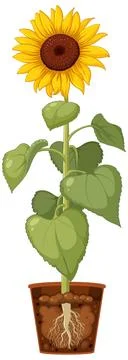 Sunflower Root Growth in Pot Stock Illustration