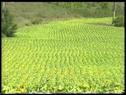 Sunflower Rows Stock Footage 342691052