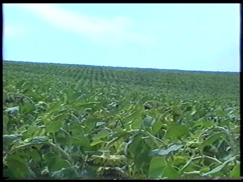 Sunflower Rows Stock Footage 344382754