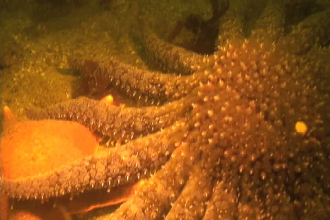 Sunflower sea star Stock Footage 5220677
