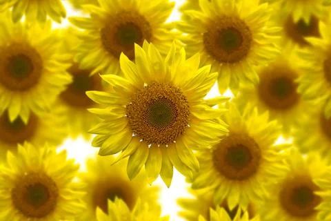 Sunflower seamless image for background Stock Photos