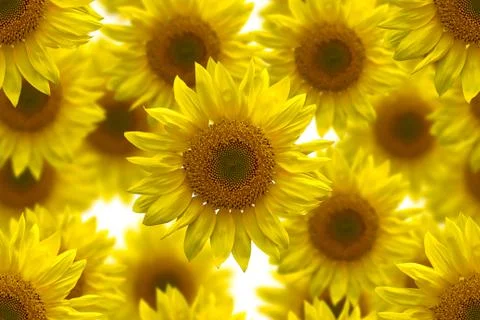 Sunflower seamless image for background Stock Photos