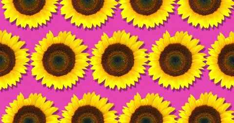 Sunflower seamless pattern. Bright yellow sunflowers on pink background. Floral Stock Footage 261770189