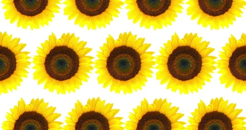 Sunflower seamless pattern. Bright yellow sunflowers on white background. Floral Stock Footage 262494393