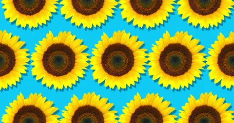 Sunflower seamless pattern. Bright yellow sunflowers on blue background. Floral Stock Footage 264542690