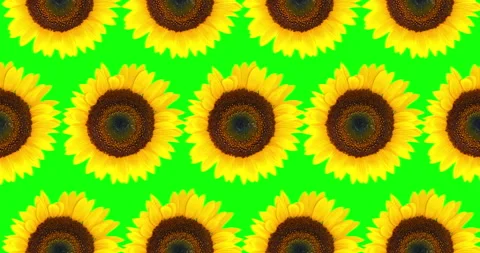 Sunflower seamless pattern. Bright yellow sunflowers on chroma key green Stock Footage 266073734