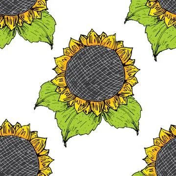 Sunflower seamless pattern hand drawn sketch, background, typography design v Stock Illustration