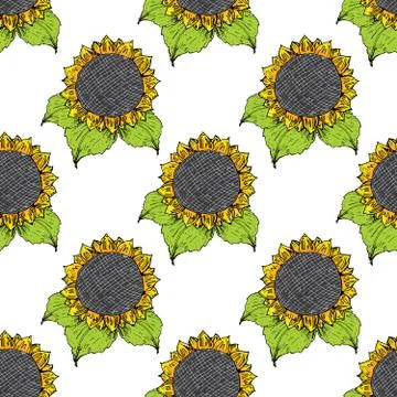 Sunflower seamless pattern hand drawn sketch, background, typography design v Stock Illustration