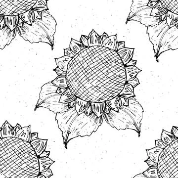 Sunflower seamless pattern hand drawn sketch, background, typography design v Illustrazione stock