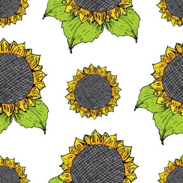 Sunflower seamless pattern hand drawn sketch, background, typography design v Stock Illustration