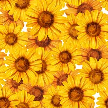Sunflower seamless pattern Stock Illustration
