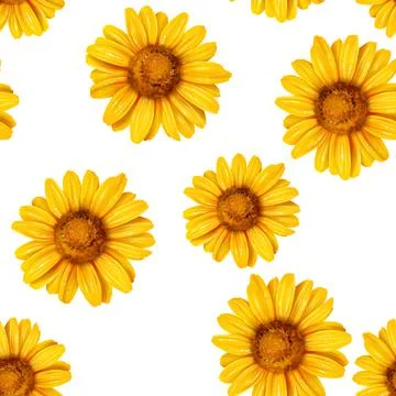 Sunflower seamless pattern Stock Illustration