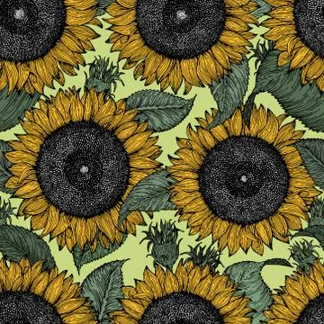 Sunflower seamless vector pattern. Sunflower background. Vintage illustration Stock Illustration