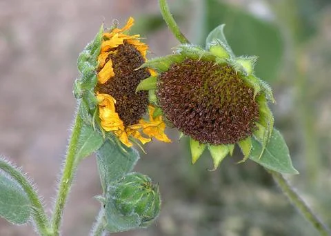 Sunflower Secrets Stock Photos