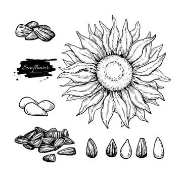 Sunflower seed and flower vector drawing set. Hand drawn isolated illustratio Stock Illustration