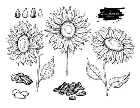 Sunflower seed and flower vector drawing set. Hand drawn isolated illustratio Stock Illustration