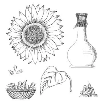 Sunflower seed and flower vector drawing set. Hand drawn isolated illustration Stock Illustration