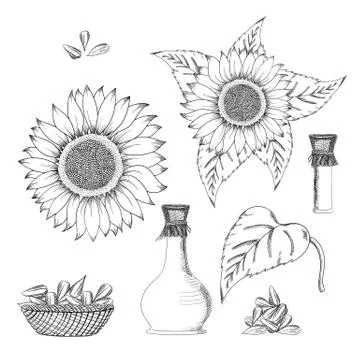 Sunflower seed and flower vector drawing set. Hand drawn isolated illustration Stock Illustration