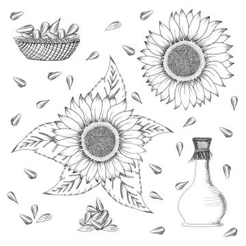 Sunflower seed and flower vector drawing set. Hand drawn isolated illustration Stock Illustration