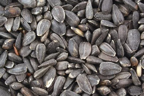 Sunflower seed background texture Stock Photos