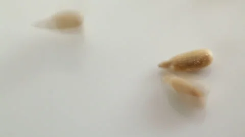 Sunflower seed - closeup at white table Stock Footage 35973227