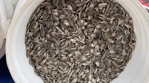 Sunflower seed at the fair Stock Footage 296188214