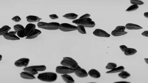 Sunflower seed fall Stock Footage 103466107